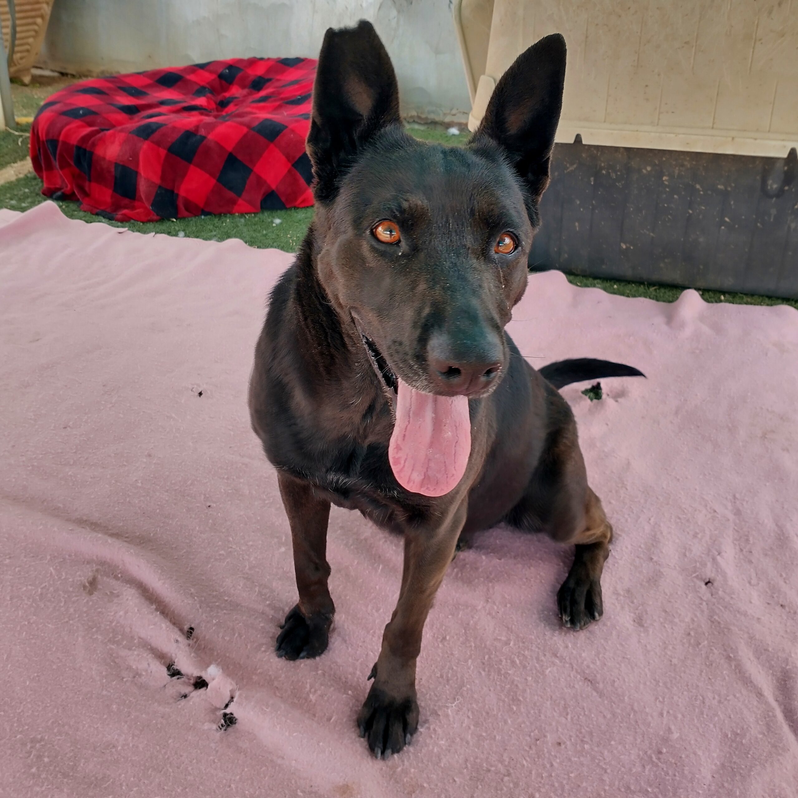 Lindsey up for Adoption