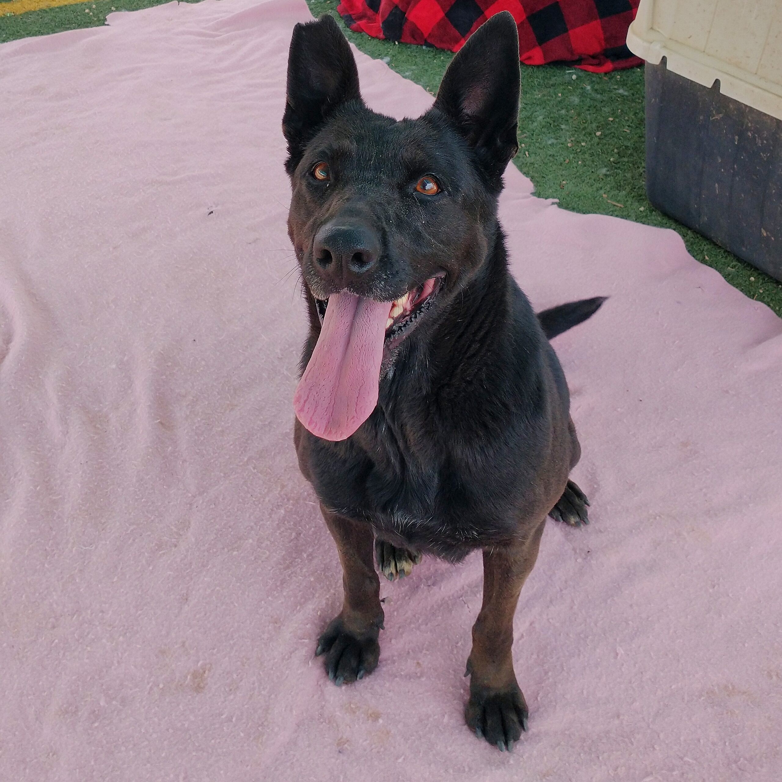 Lindsey up for Adoption