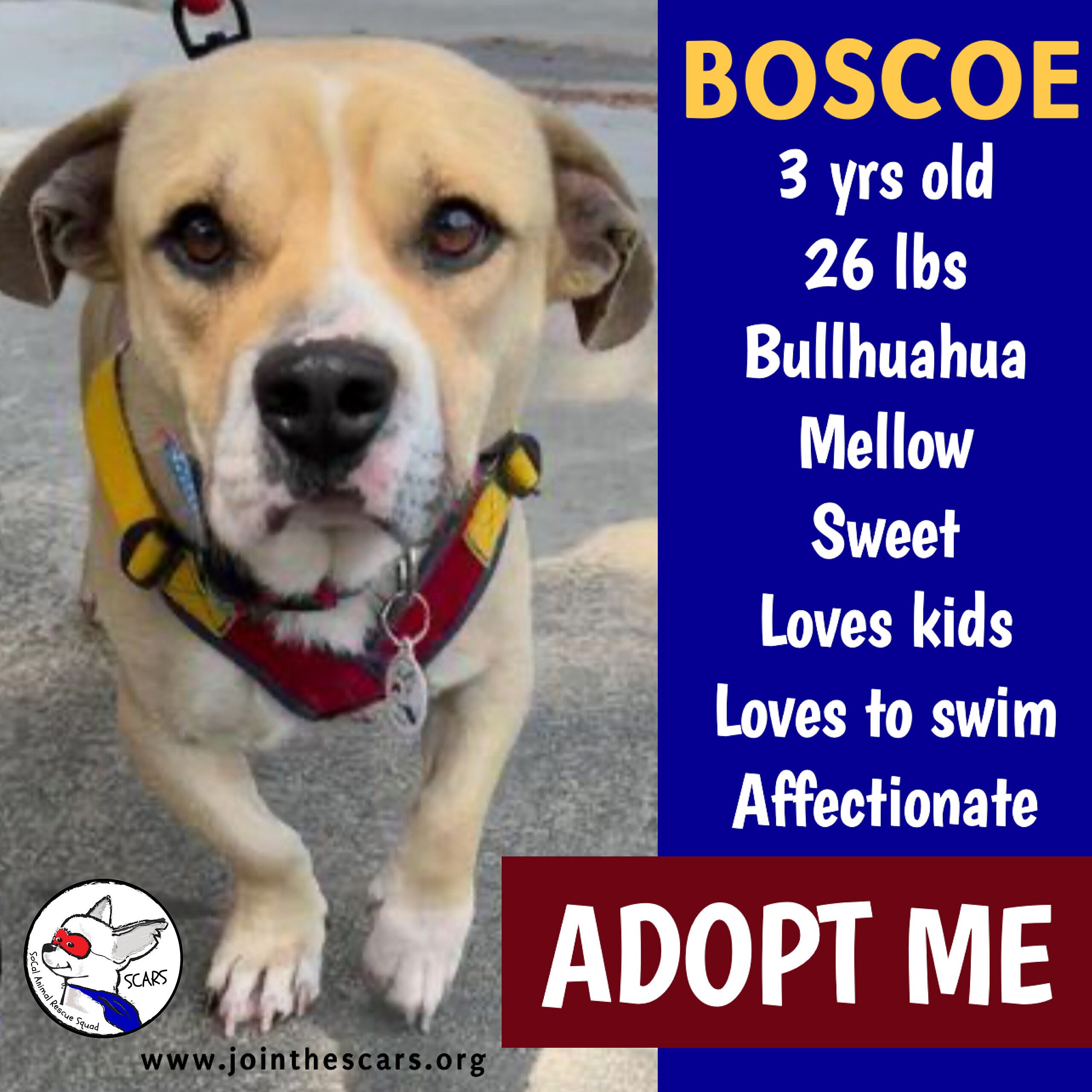 Boscoe up for Adoption