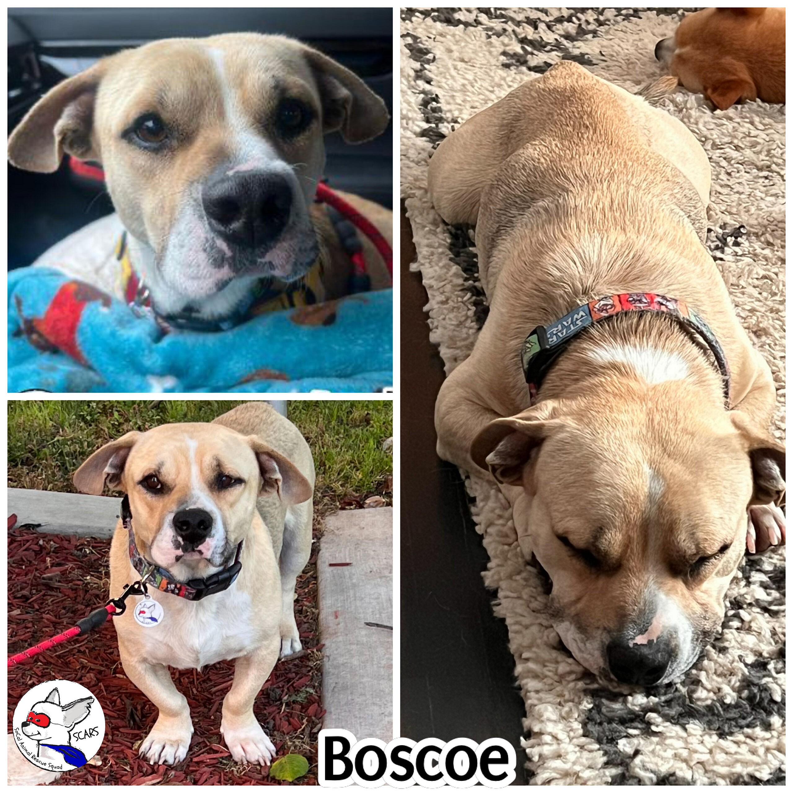 Boscoe up for Adoption