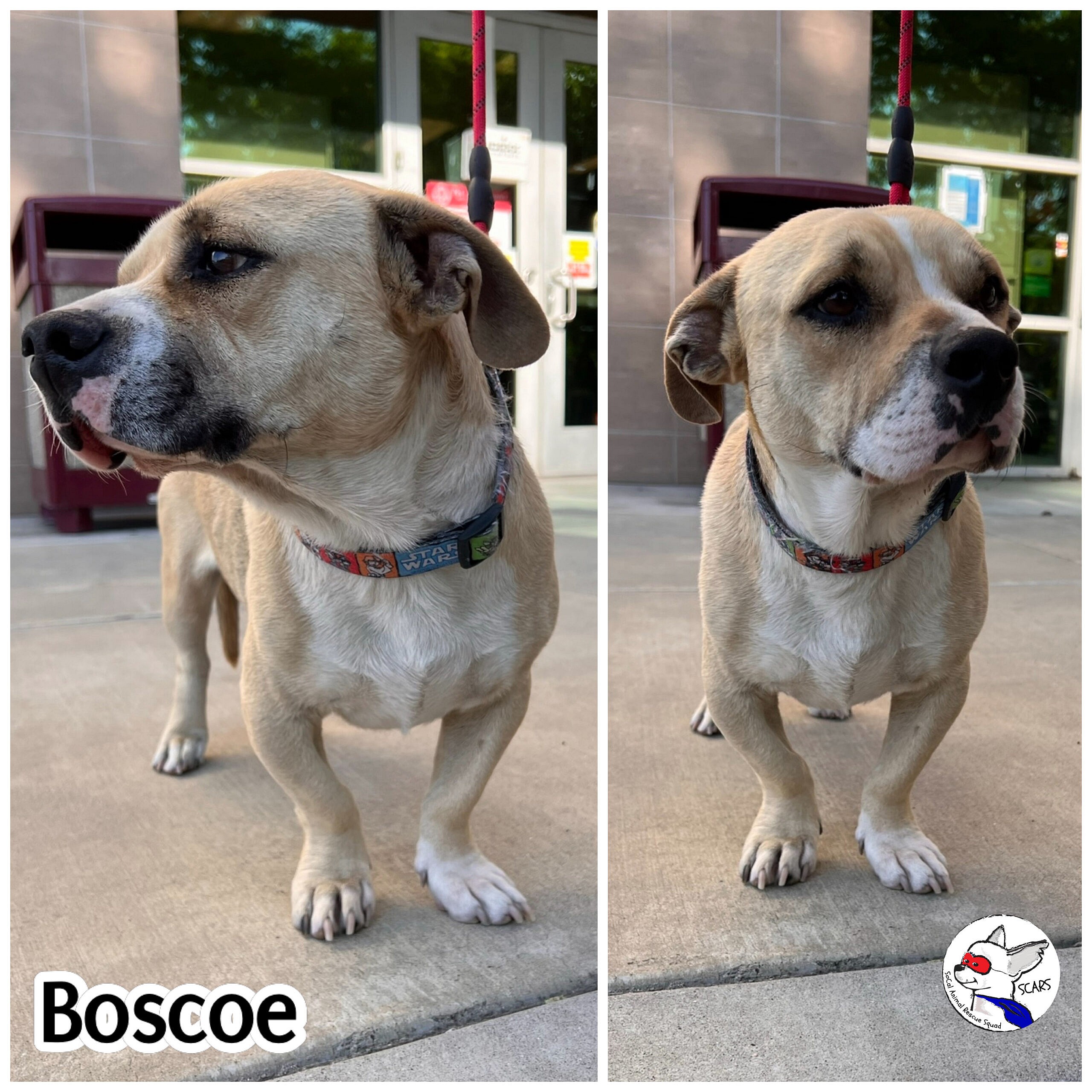 Boscoe up for Adoption