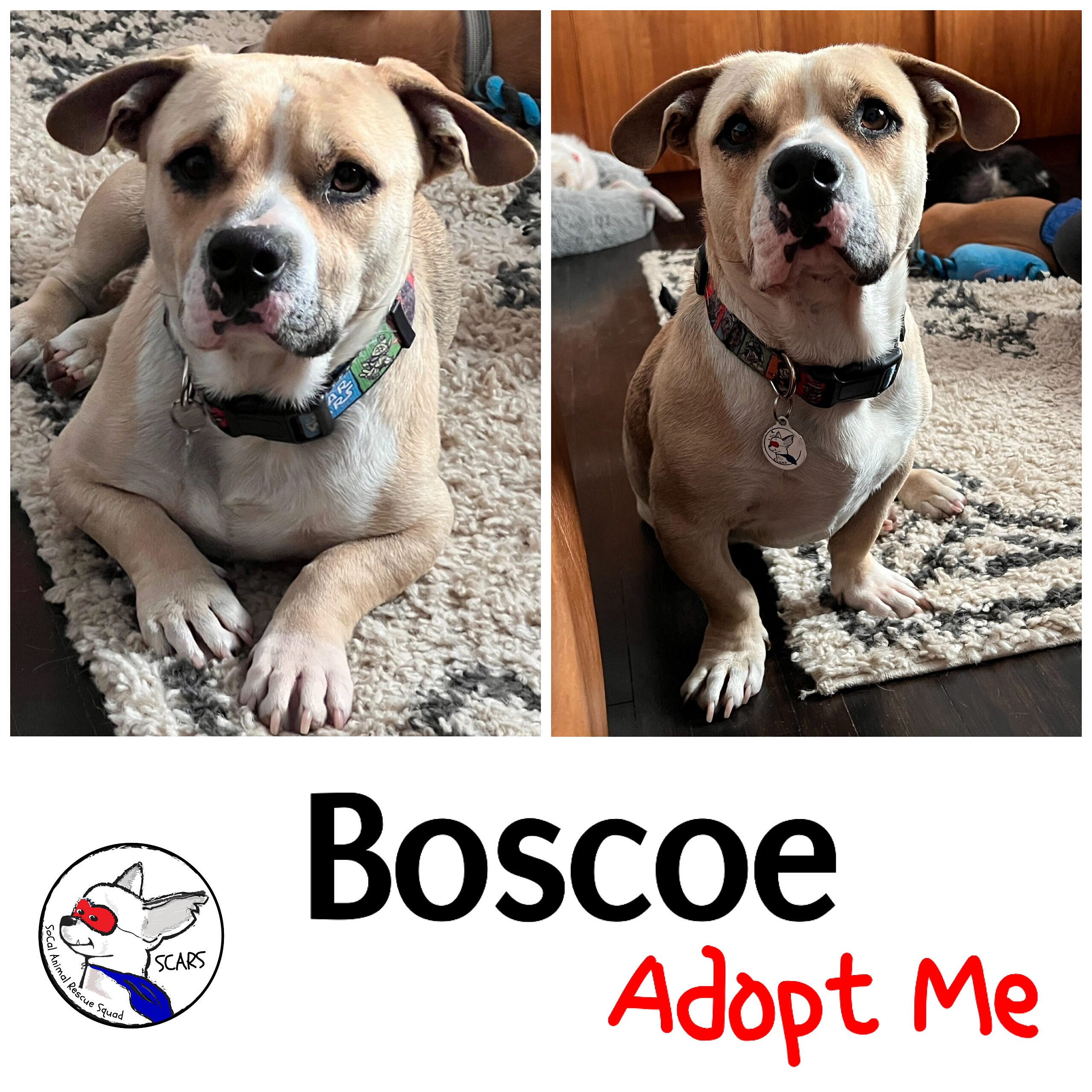 Boscoe up for Adoption