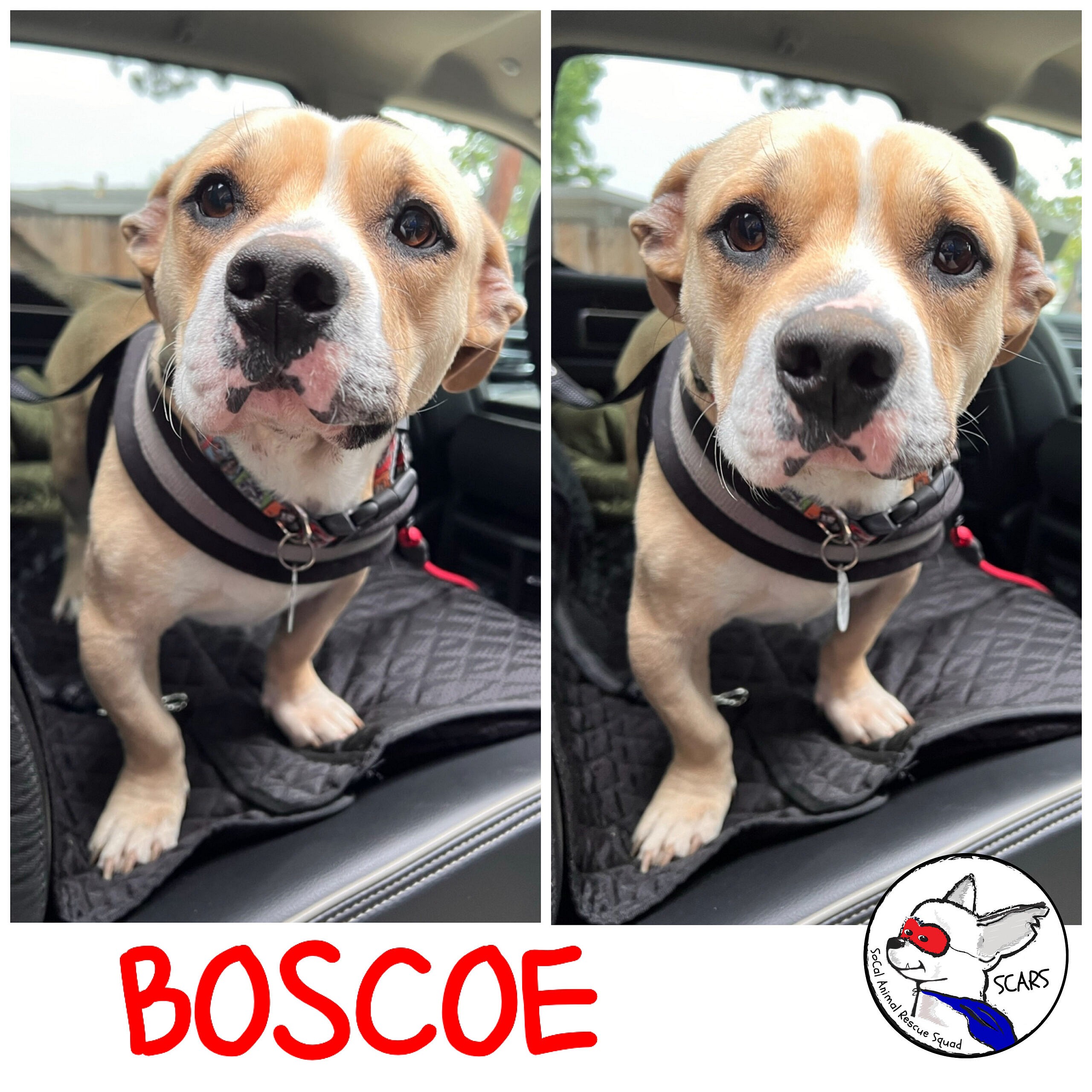 Boscoe up for Adoption