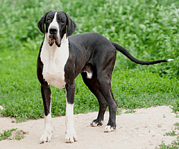 A Mantle Great Dane