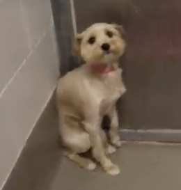 Rocky avoids eye contact with fearful dog so dog will start trusting