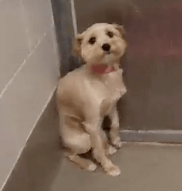 Rocky avoids eye contact with fearful dog so dog will start trusting