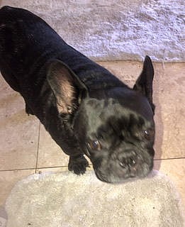 Purebred Frenchie female Prisi