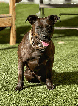 Mama Dog Was Shot, Abandoned With Her Pups—Now This Paralyzed Pittie Needs a 2nd Chance