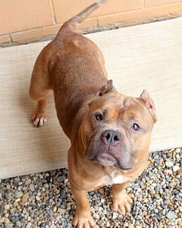 WAFFLES - Pit Bull Terrier