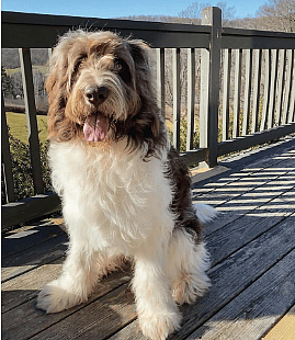 Nori the Newfiedoodle