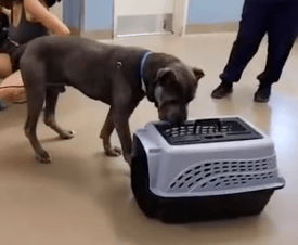 dog sniffs cat in crate to see if dog is cat aggressive. Cat test