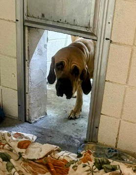 Taarna - Fila Brasileiro