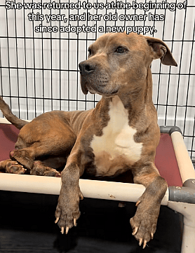 Tink - Pit bull available for adoption