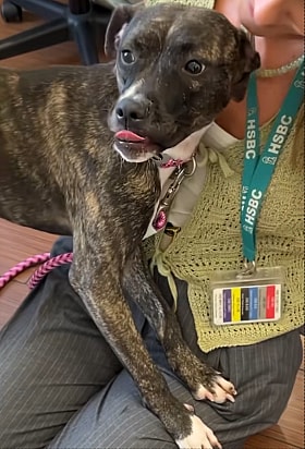 Pitbull Puppy’s Priceless Reaction to Getting Adopted