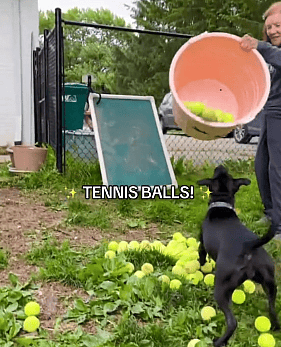 Shelter Dog Celebrates 100 Days in Foster Care With the Ultimate Tennis Ball Party—But She's Still Missing a Forever Home