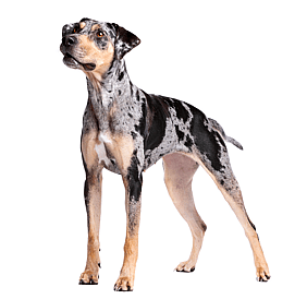 Catahoula Leopard Dog