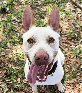 Finn: Genius Shelter Dog Stuns Staff With His Brilliant Training
