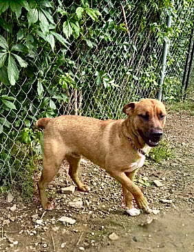 HUNTER - Australian Cattle Dog/Blue Heeler