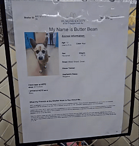 Owner Walks Away from Senior Dog with Cancer—Now He’s Begging for One Last Home