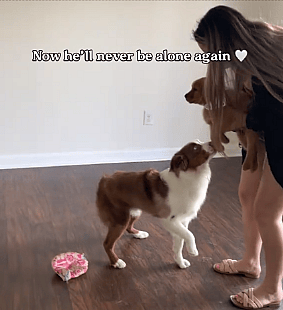 Deaf Aussie’s Cute Friendship With Golden Retriever Sibling Is the Sweetest Thing You’ll See Today