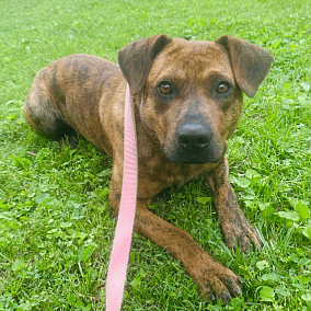 Thomas the Dad Cur (Foster needed) - Mountain Cur