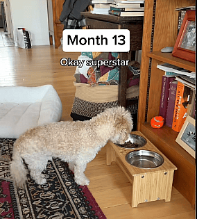 Maltipoo Loses Use of Hind Legs—But What He Does After Months of Therapy Is Unforgettable