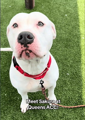 Gorgeous Dog Found Tied Up Beneath an Underpass Still Willing to Give Love Another Try