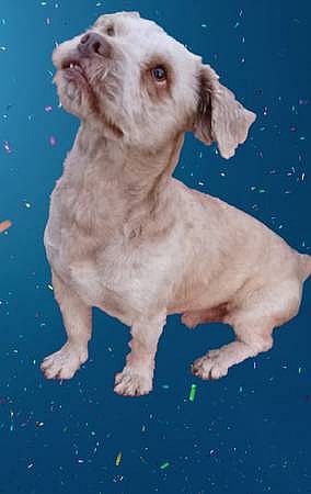 Male dog abused and neglected for whole life, now looking for a fresh new chance in life