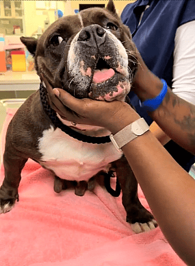 Dog Was Dodging Traffic With Police in Pursuit—But She Was Running From Something Far Worse