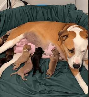 8 Tiny Nursing Puppies and Their Mama's Postpartum Care Routine