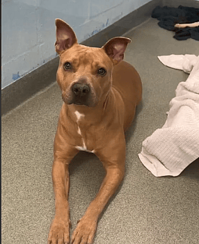 Sweet Dog Has Spent Every Holiday Alone for a Year, Wonders if She is Invisible