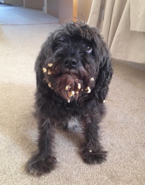 dog with popcorn stuck in its fur