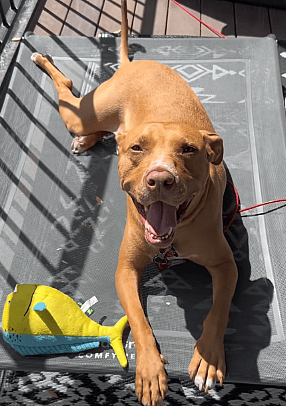 Dog with PTSD