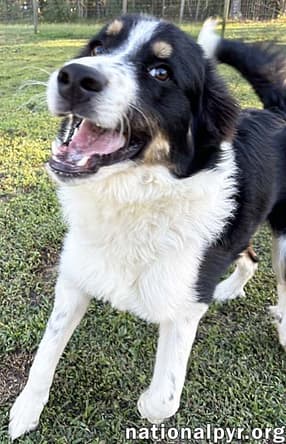 Diesel in GA - A Playful Young Dude!