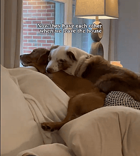 Deaf Aussie’s Cute Friendship With Golden Retriever Sibling Is the Sweetest Thing You’ll See Today