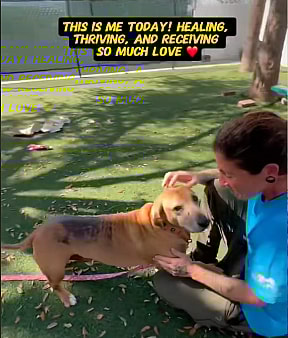 Overlooked and in Pain, This Shelter Dog Had Given Up—Until Love Gave Him a Reason to Hope Again