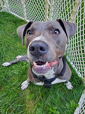 Adira sitting in the backyard