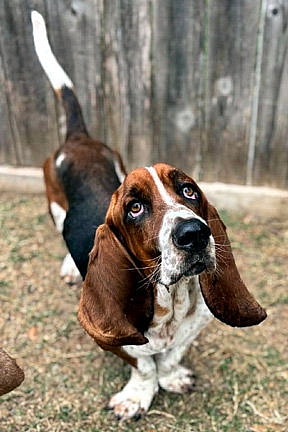 WESLEY - Basset Hound