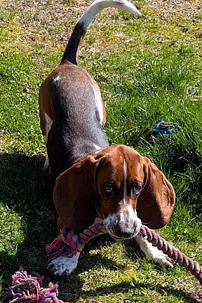 WESLEY - Basset Hound