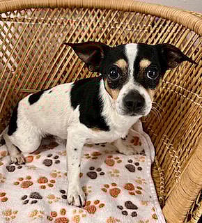 Chaparro - Chihuahua