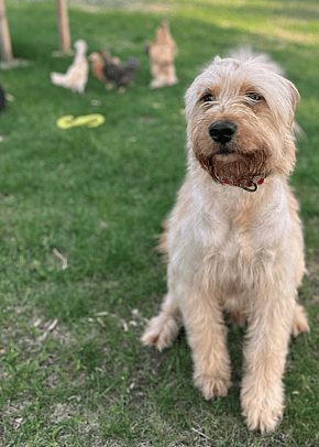 Henry - Golden Retriever