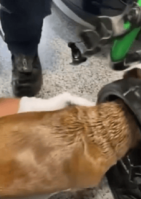 Los Angeles Firefighters Rush to Rescue Dachshund Whose Head Was Trapped in Golf Cart Wheel