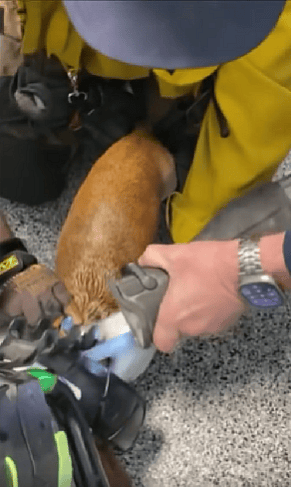 Los Angeles Firefighters Rush to Rescue Dachshund Whose Head Was Trapped in Golf Cart Wheel