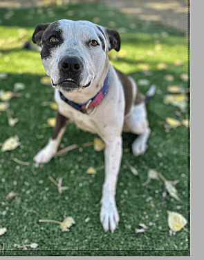 Heartbreak as This Labrador Retriever Spends 2,500 Days in a Shelter—Why Won’t Anyone Adopt Him?