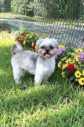 Halo - Shih Tzu