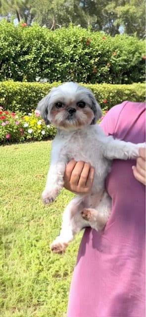 Halo - Shih Tzu