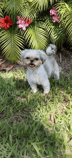 Halo - Shih Tzu