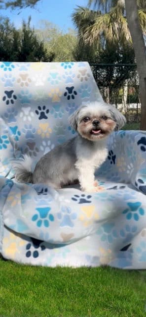 Halo - Shih Tzu
