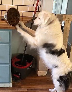 Echo is a double merle dog which is a practice of irresponsible breeders that causes blindness and deafness