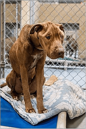 Skinny, Nameless Pit Bull